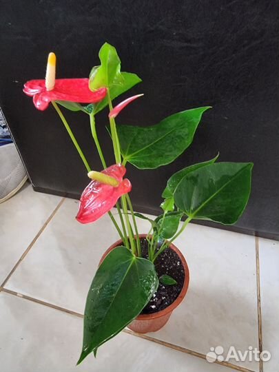 Антуриум Дакота красный