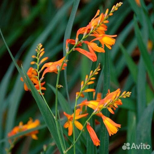 Многолетние растения и рассада