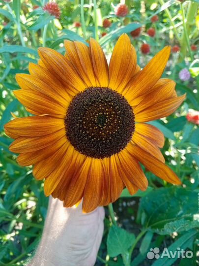 Декоративные подсолнухи