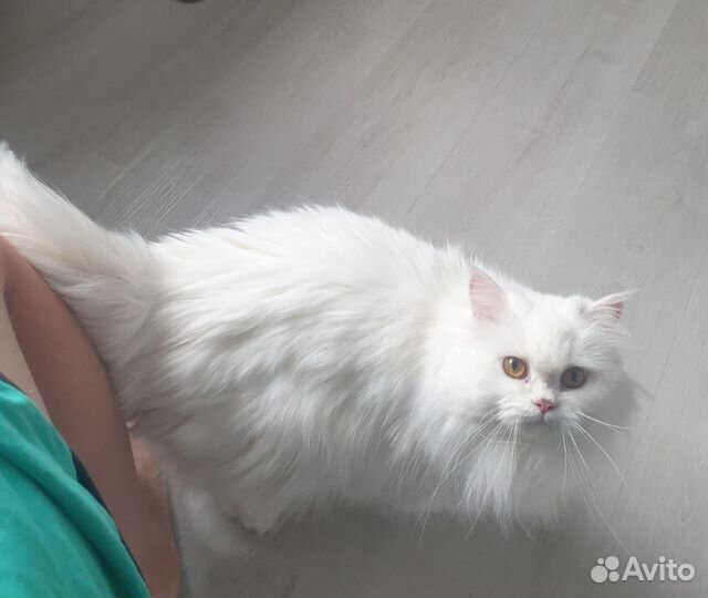 Персидская