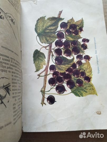 Сад и огород на приусадебном участке, 1959 СССР