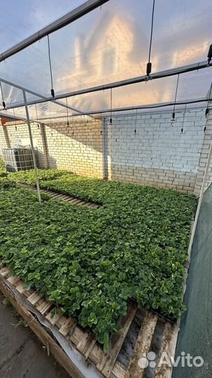 Рассада клубники высшего качества