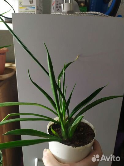 Сансевиерия Парва