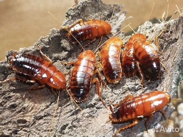 Бражник, туркм.арген. мадогаскр.тараканы, саранча