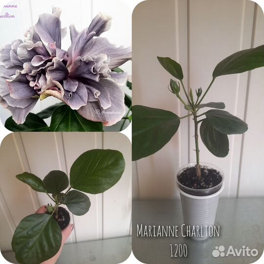 Сортовые гибискусы