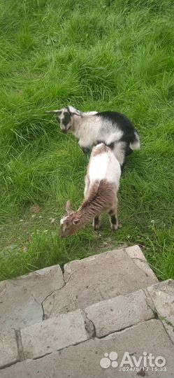 Альпийские козлята помесь