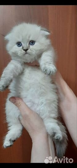 Котятки шотландцы красотулечки