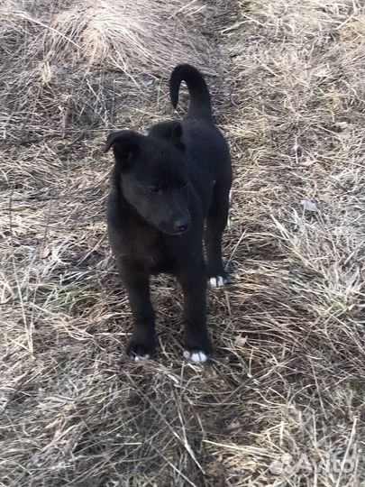 Щенок поместь лайки