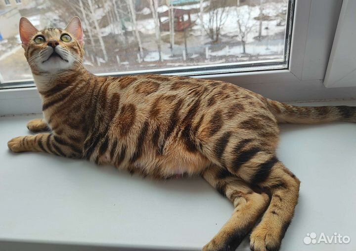 Бенгальская