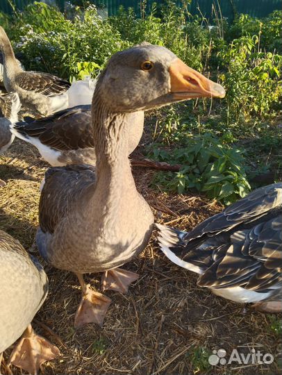 Петухи леггорн стандарт.Гуси серые крупные