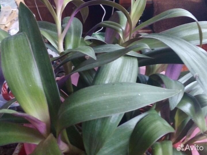 Традисканция