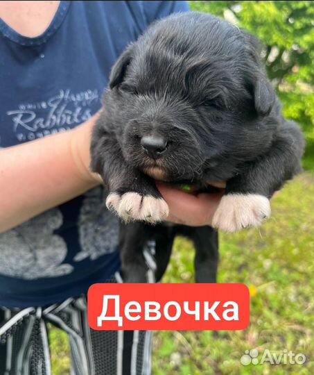 Щенки лайки