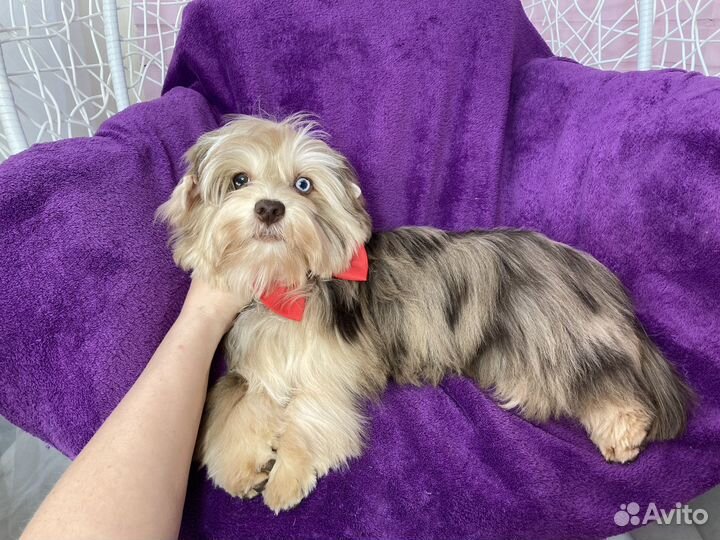 Крупный йорк с голубыми глазами девочка