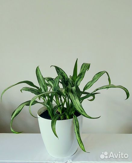 Кротон Шефлера Фикусы Цветы растения комнатные