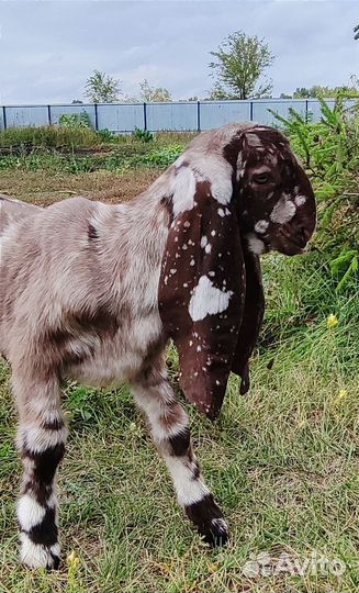 Козочки камори