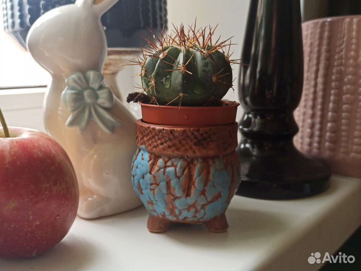 Герань Пеларгония,Хавортия