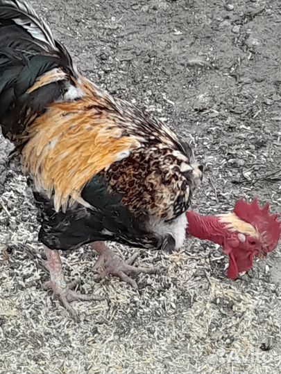 Молодые петухи и утки