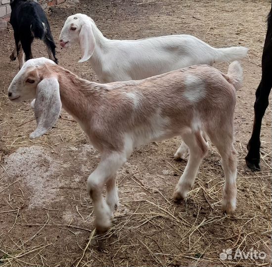 Англо-нубийские козлята