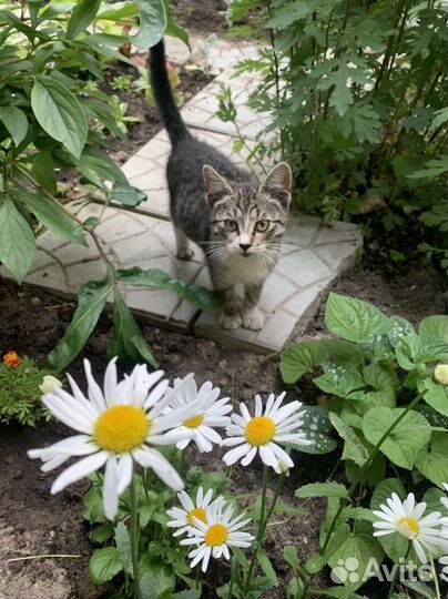 Котенок (девочка) 3месяца.отдам в добрые руки