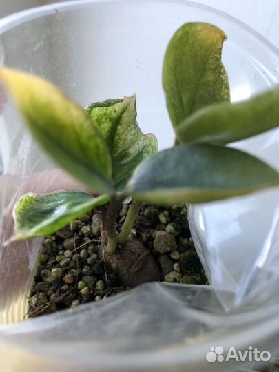 Замиокулькас Лаки Вайт