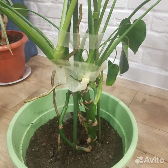 Монстера деликатесная