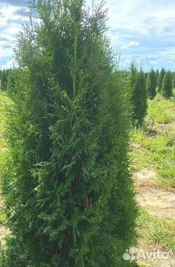 Туя колумна/Оптом
