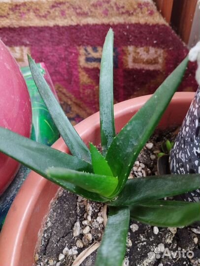 Алоэ вера растение