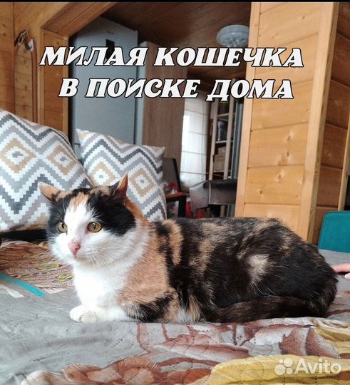 Смелая и харизматичная Юша в поиске дома