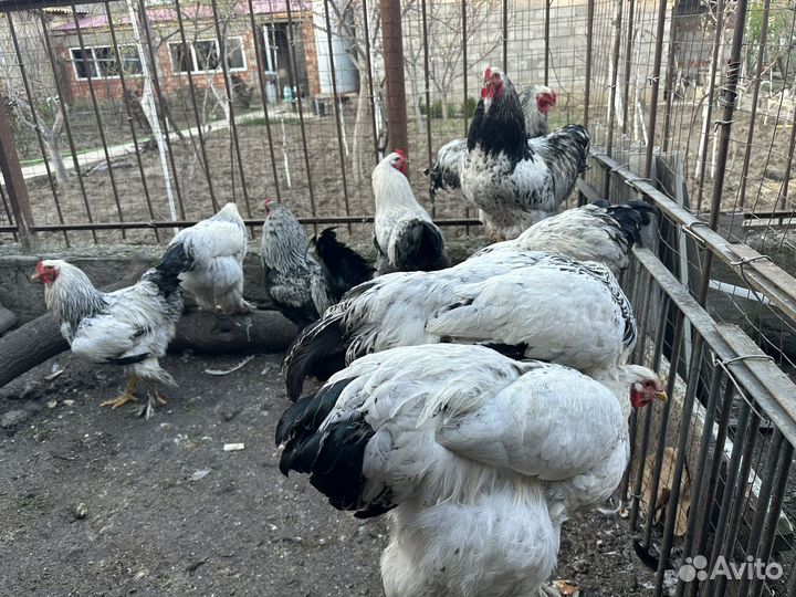 Петухи брама