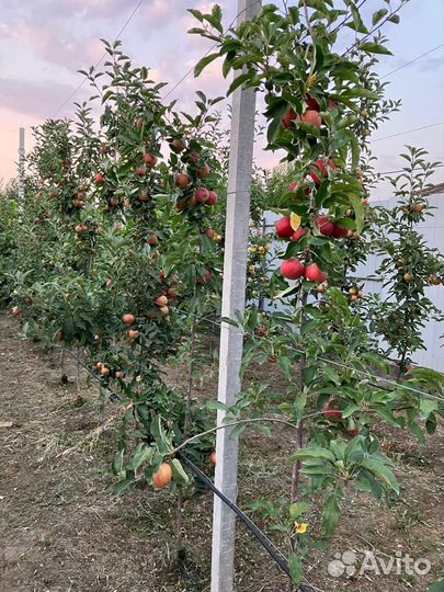 Яблоки домашние