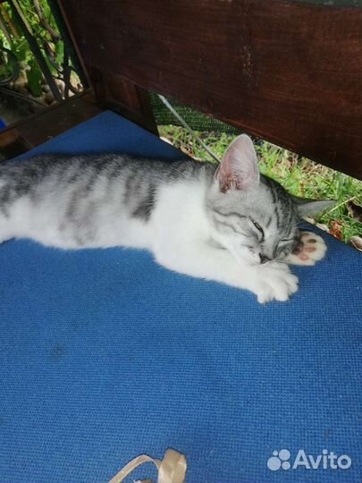 Девочка в добрые руки