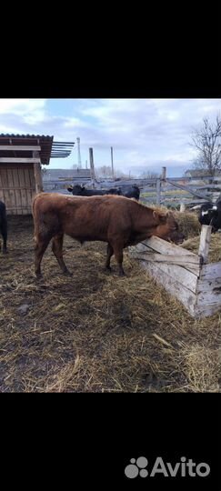 Быки на племя 1.2 года