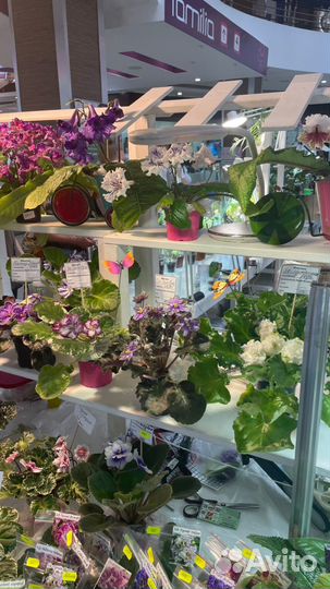 Растения на выставке цветов 18-19 мая