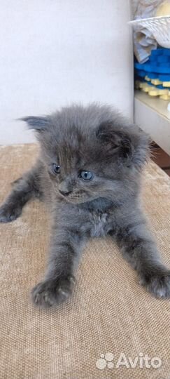 Котята в добрые руки приучены к лотку