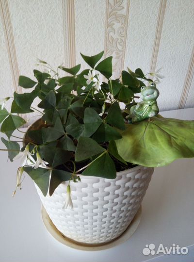 Комнатные цветы мадам ботерфляй