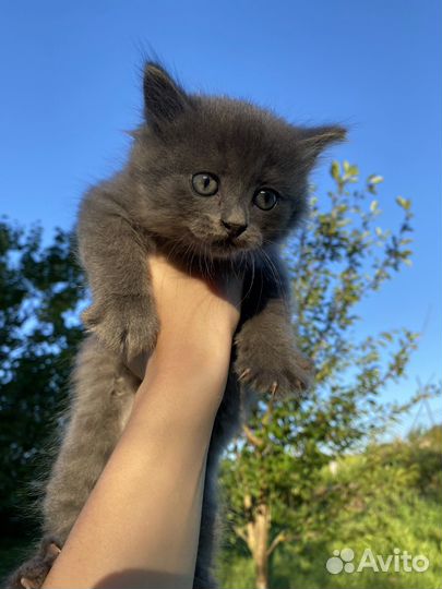 Котята в добрые руки. Бесплатно