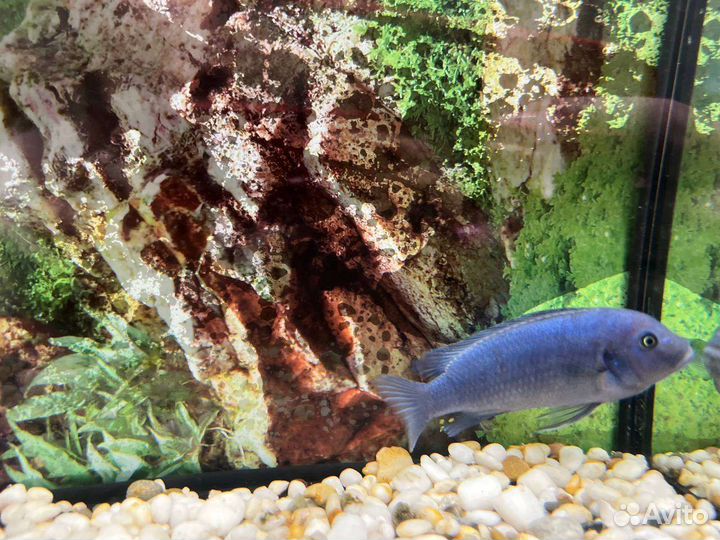 Рыбки Цихлиды, Голубая зебра самец