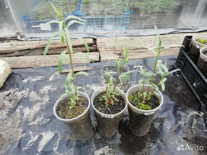 Эстрагон (тархун)