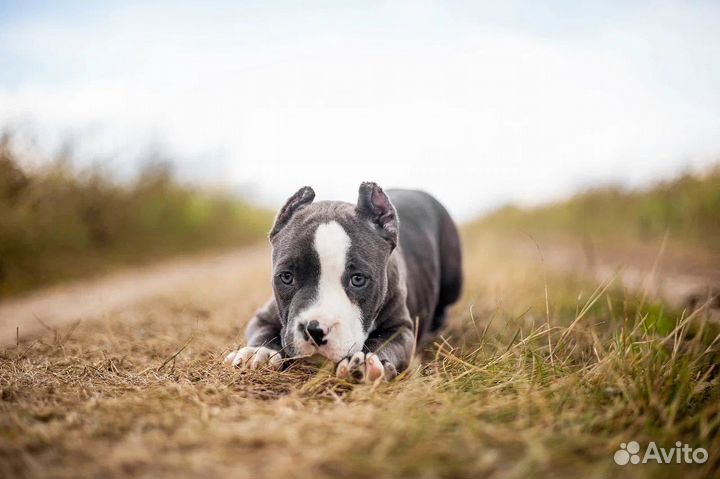 Американский булли девочка