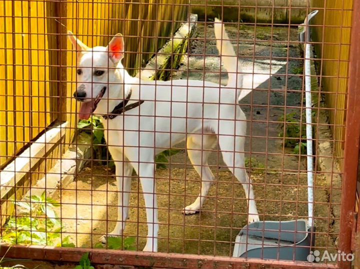 Несчастное создание молодой пёс Вайс