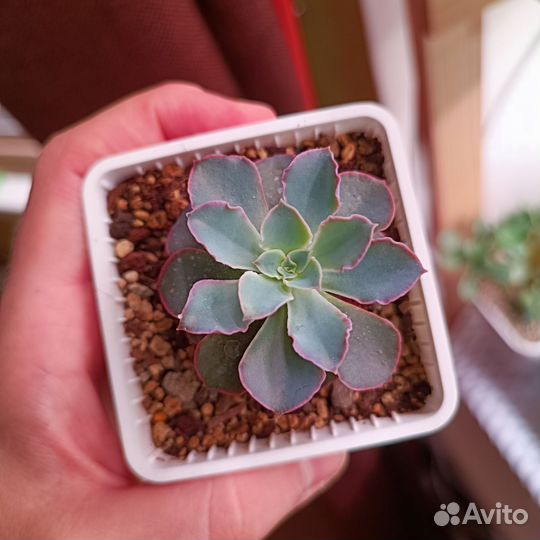 Суккуленты эхеверии 9