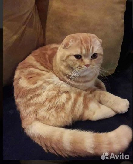 Вязка с котиком шотландской породы(вислоухий)