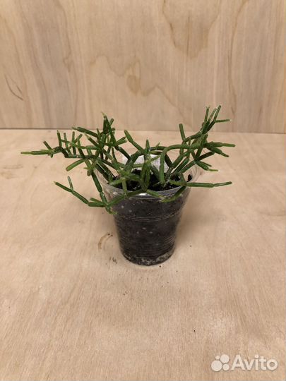 Хатиора солеросовидная