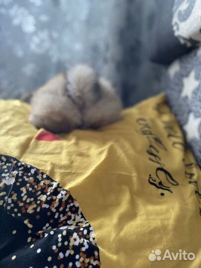 Щенки померанского шпица