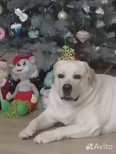 Лабрадор ретривер