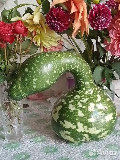 Семена лагенарии 