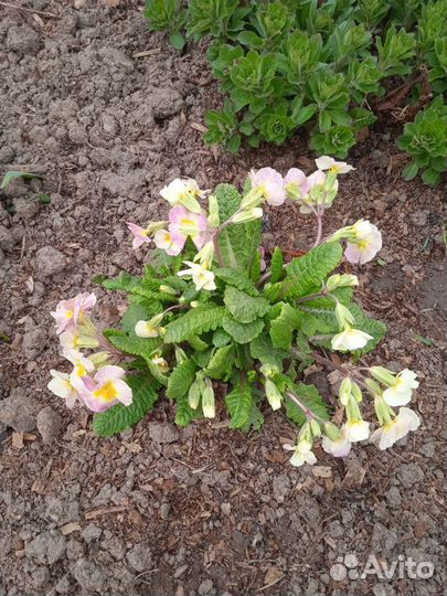 Рассада многолетних цветов