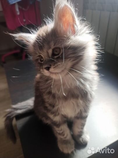 Котёнок Мейн-кун