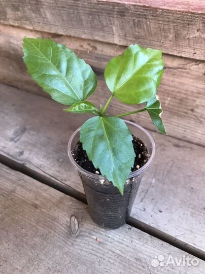 Гибискус красный махровый