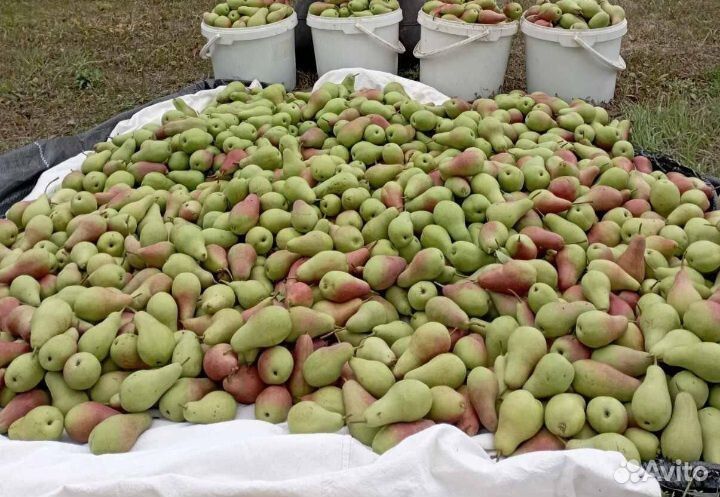 Груша. Саженцы. Сорта в ассортименте